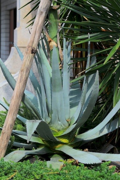 まちなかで咲いていたアオノリュウゼツランの花 - 京都園芸倶楽部の元 ...