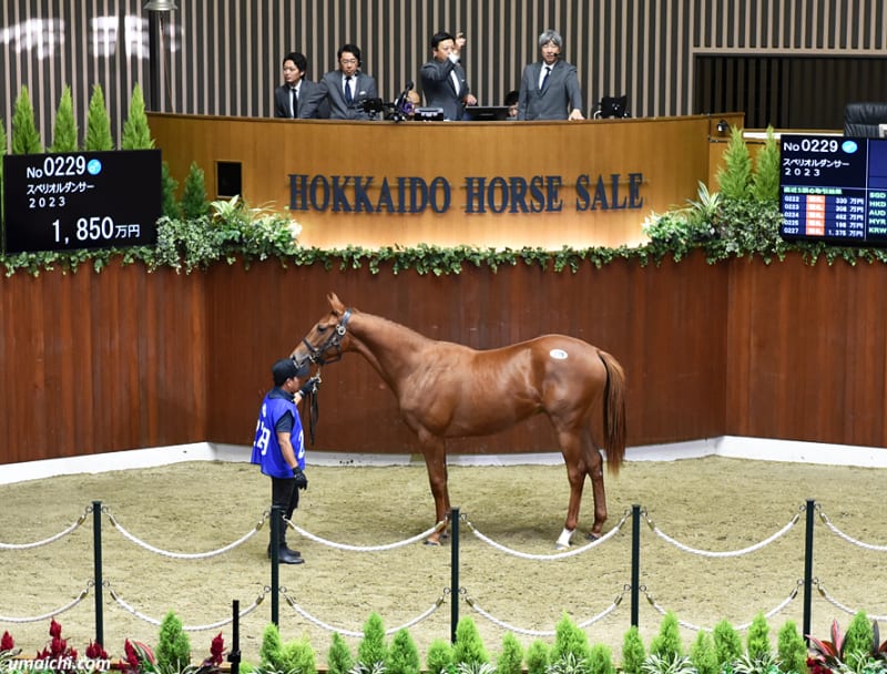 公式通販 - 人気アイテム多数 オータムセール2024(Autumn Sale)】～総合結果概要(最高額馬写真 競馬