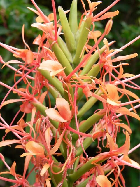 夏 秋の花 花縮砂 田舎へ行ってご 見てご 夏 秋の花 花縮砂 田舎へ行ってご 見てご
