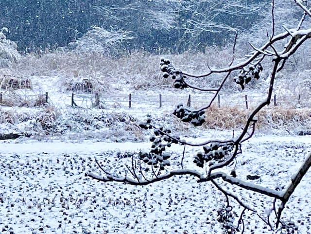 常寂光寺 雪 奥嵯峨の絶品の雪景色 | 京都もよう KYOTO MOYOU