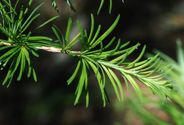 わが国唯一の落葉針葉樹のカラマツ 井伊影男の植物観察