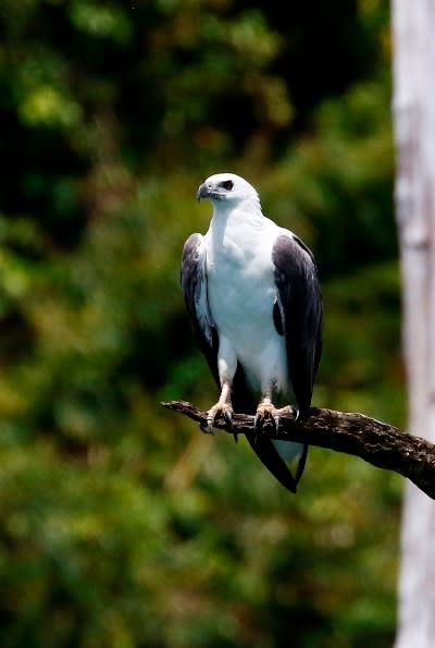 シロハラウミワシ - あなたに会いたくて…野鳥探索日記