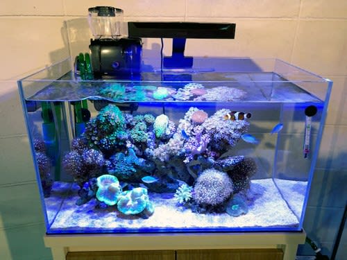 キューブガーデン60P海水生態系セット - ～ ペンギンビレッジ