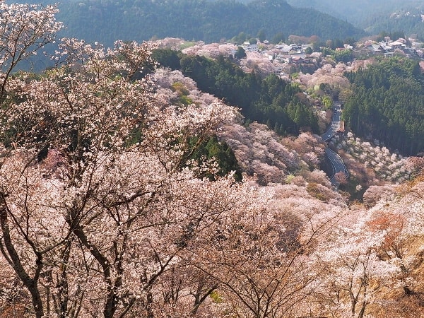 ◇吉野 千本桜① －吉野山を歩く 2018－ - 水早 -mizuha- 神社と