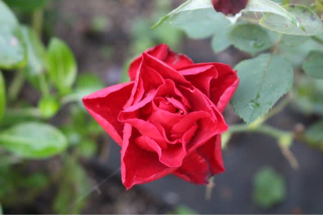 秋のシベール、ベルベット トワイライト - ポニョちゃんとキナコちゃん 時々薔薇と猫