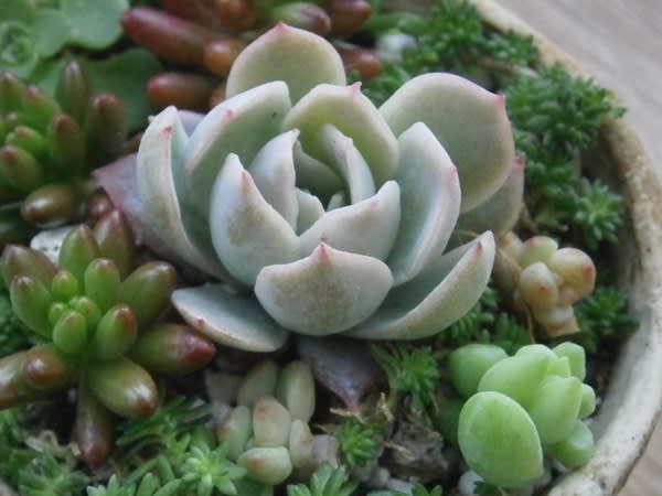 ステキな多肉・すみれ牡丹♪ - * m's small garden * <milky ステキな多肉・すみれ牡丹♪ - * m's small garden * <milky