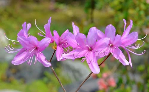 鉢植のツツジ(2)~ミツバツツジ2種 - Koba の庭~春夏秋冬 鉢植のツツジ(2)~ミツバツツジ2種 - Koba の庭~春夏秋冬