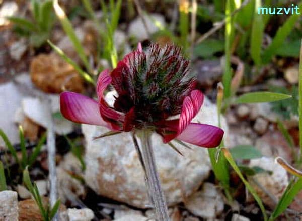 オノブリキス・ヴィキイフォリア Onobrychis viciifolia - The wild flowers of Portugal.  ポルトガルの野の花