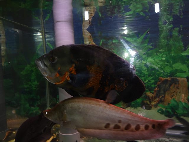 飼育魚再開 その2 大型魚飼育 In 神秘の国インドネシア