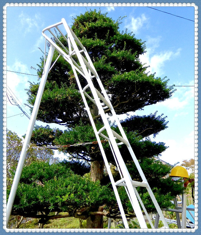 私が庭木の剪定・整枝作業で用いる脚立の高さは2㍍超 - タック