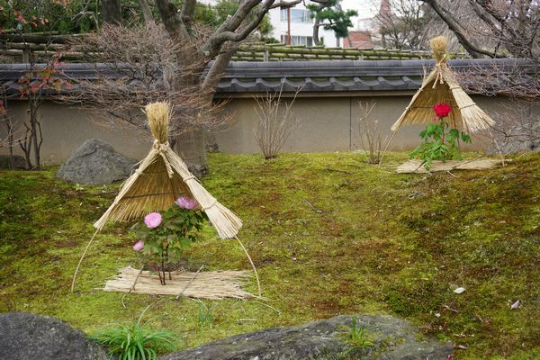 藁帽子(わらぼっち）と冬ぼたん ～ 筥崎宮 神苑花庭園