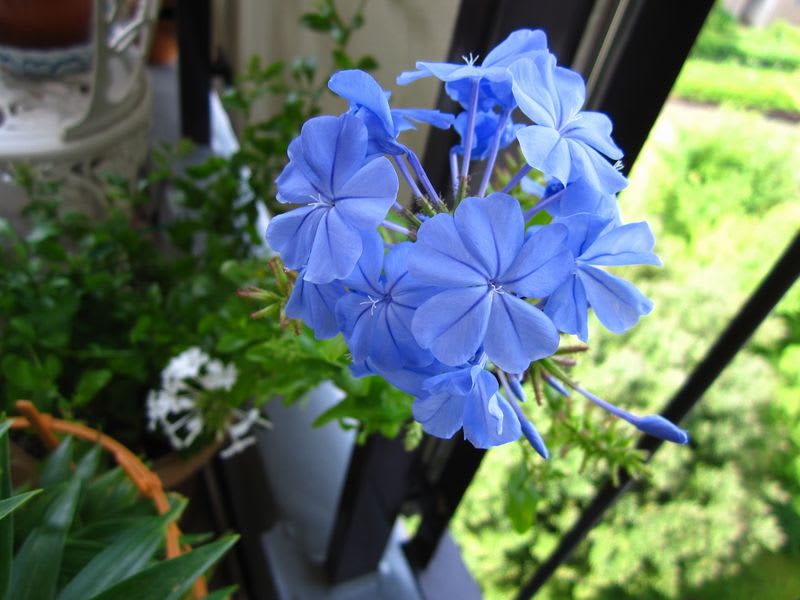 ルリマツリが咲きました 青と白の花々 Tis Nature S Voice それは自然の声