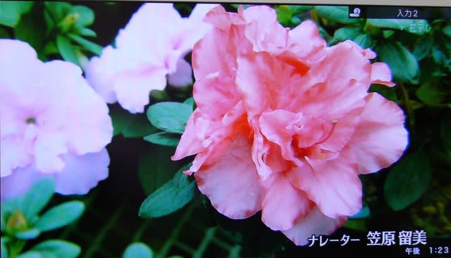 g-686 NHK 趣味の園芸 1998年11月号 日本放送協会 特集:季節