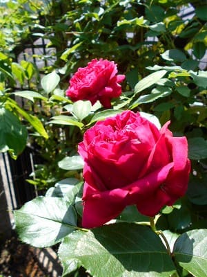 ポール セザンヌのある景色 薔薇に癒されて Rose Garden