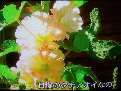 ターシャ・テューダー四季の庭～ - 私の空間そしてあたらしい風