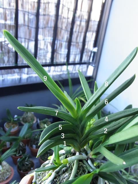 富貴蘭 「孔雀丸」 (Vanda falcata 'Kujakumaru') - ベランダ蘭
