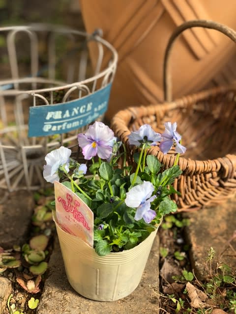 神戸べっぴんさんビオラとネメシア﻿グッピーの寄せ植え