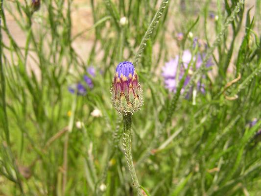 ヤグルマギク（矢車菊）の花 - らいちゃんの家庭菜園日記