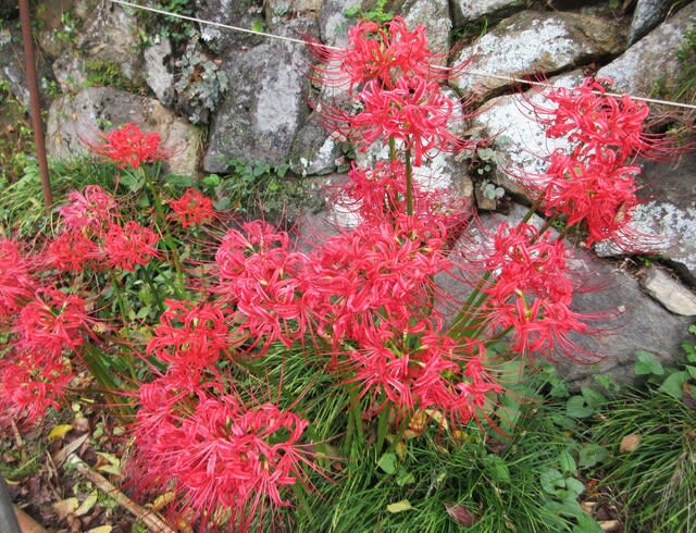 今年のキンモクセイはほぼ平年並で花数が多い - 里山悠々録 今年のキンモクセイはほぼ平年並で花数が多い - 里山悠々録