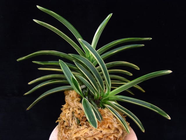 富貴蘭 「西鶴」 (Vanda falcata 'Saikaku') - ベランダ蘭