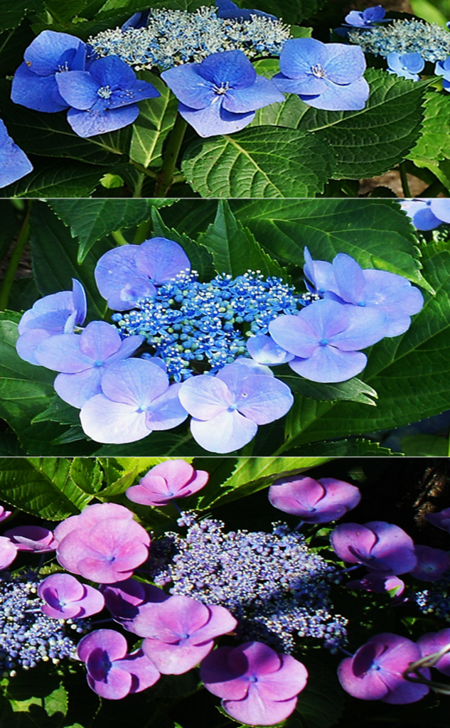 樹木の四季500 アジサイ(1)額紫陽花・本紫陽花・西洋紫陽花
