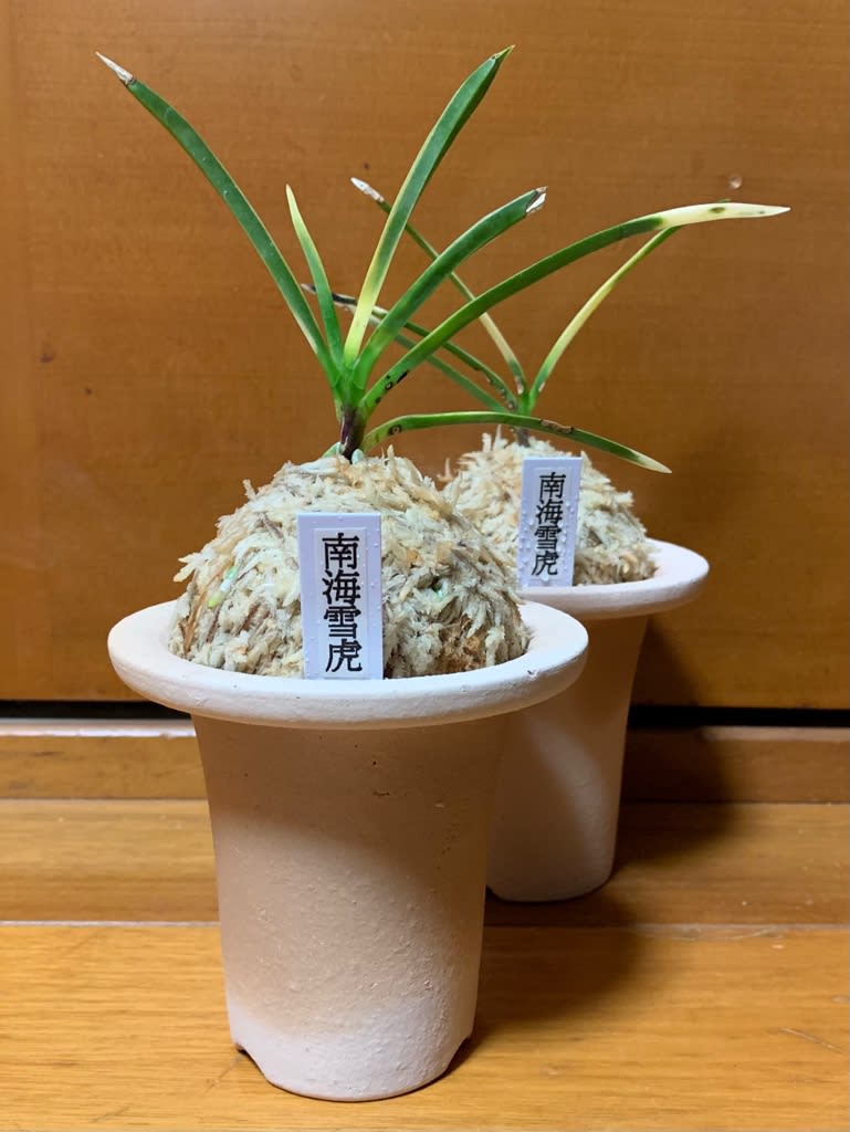 南海雪虎 B - 奥深い富貴蘭