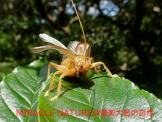 昆虫爬虫類マニア様専用 マルモンコロギス クロギリス（マルモン