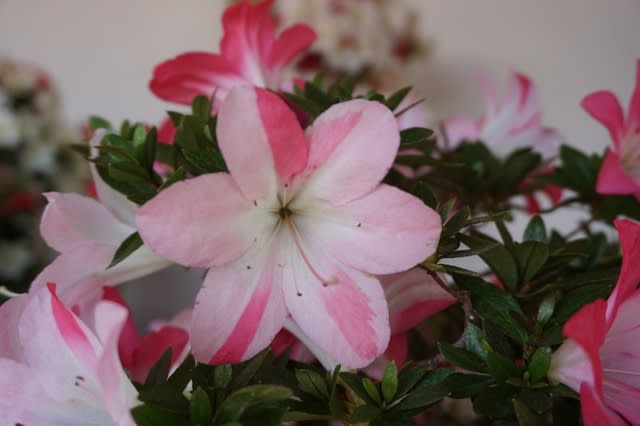 煌陽(2)・夢物語 10/18 - 皐月の花・専科