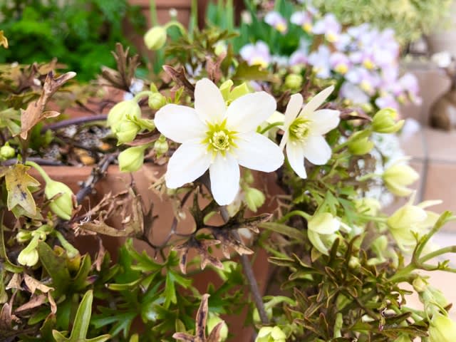 バーバラハーリングトンふた株植え - 雑木と宿根草とクレマチス