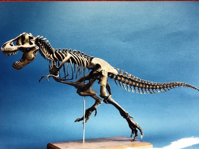 1/20 ティラノサウルス骨格 - MY COLLECTIONS