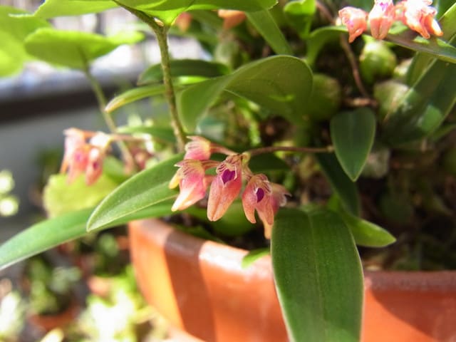 ミヤマムギラン (Bulbophyllum japonicum) - ベランダ蘭 ミヤマムギラン (Bulbophyllum japonicum) - ベランダ蘭