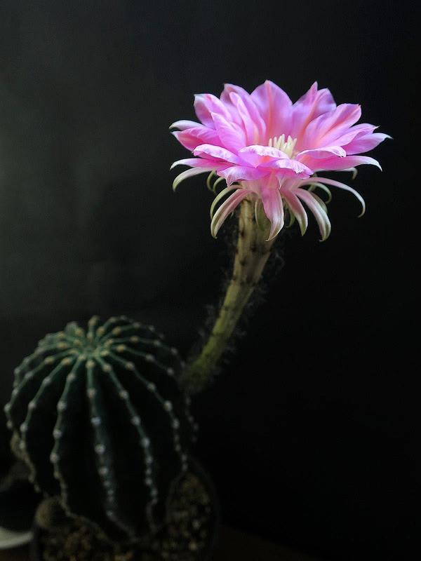 サボテン花 ３種 春夏秋冬 花 mikio