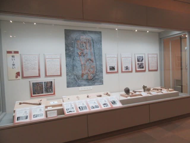 神戸市埋蔵文化財センター企画展「骨が語る 昔ばなし」が開催中 神戸市埋蔵文化財センター企画展「骨が語る 昔ばなし」が開催中