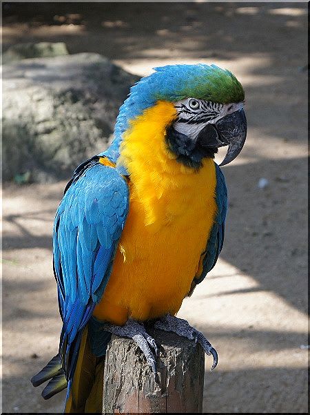 な*な様 インコ ルリコンゴウインコ 鳥 残響青 原画 1点物 (2024年12 楽天市場】Blue-and-Yellow Macaw ルリコンゴウインコ 造形が