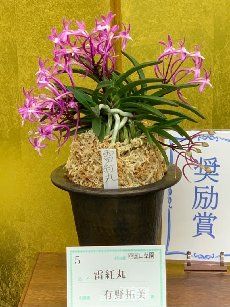 富貴蘭 花の祭典「東京フウラン展」 - 純風満蘭 富貴蘭・風蘭 富貴蘭 花の祭典「東京フウラン展」 - 純風満蘭 富貴蘭・風蘭