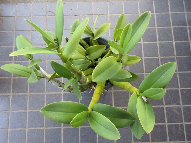 ミルメコフィラ チビシニス Myrmecophila tibicinis 追記 - 蘭