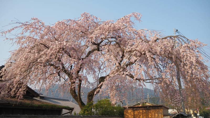 嵐山、嵯峨野、佐野藤右衛門の桜 - 京都で定年後生活