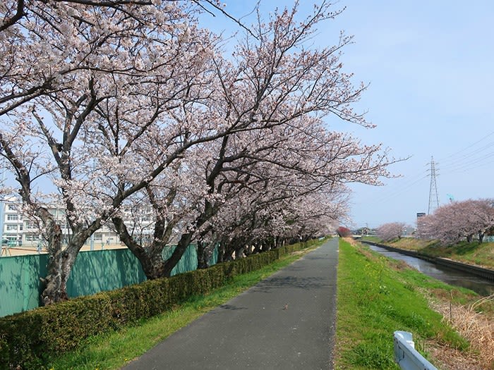 テニスと桜 Hair Studio Blueberry かねまつブログ テニスと桜 Hair Studio Blueberry かねまつブログ