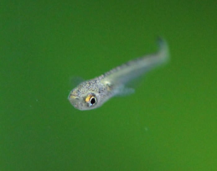 60cm水槽の黒メダカの稚魚：ゴマ塩くん - 睡蓮の千夜一夜