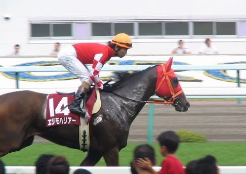 第41回～43回 函館記念覇者 「 エリモハリアー 」 - 「 九州