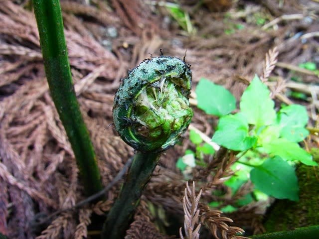 兵庫県産 天然 山菜 オニヒカゲワラビ 約250g ③ - メルカリ