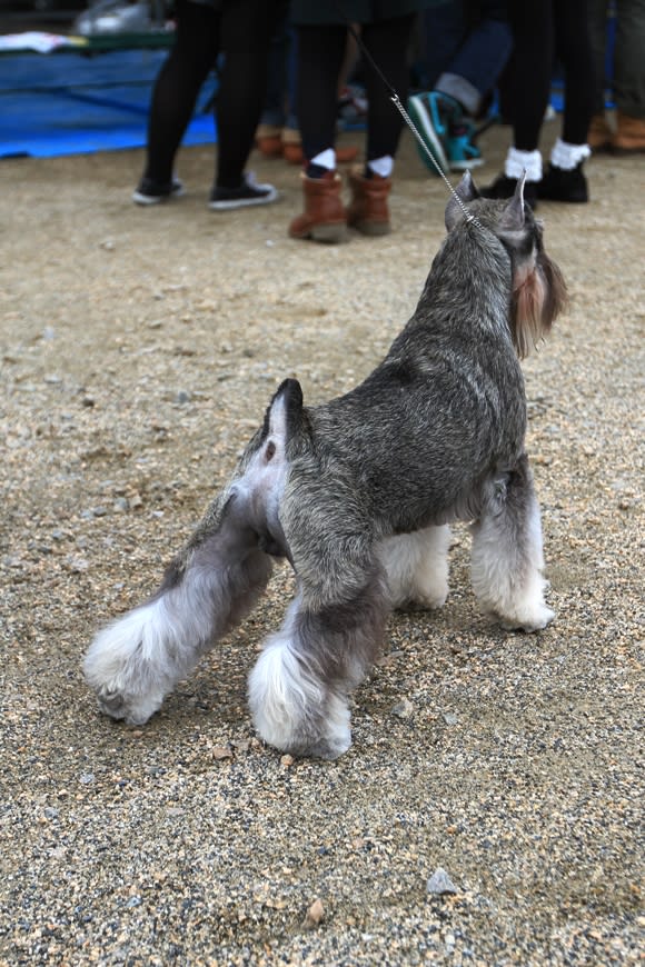 楽天市場】ぬいぐるみ 犬 シュナウザーの通販