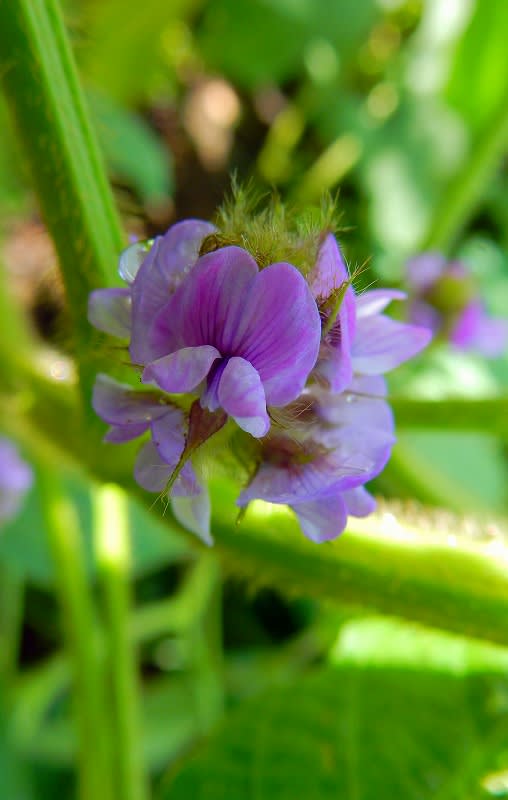 ダイズ 大豆 枝豆 の花 里山の花 ダイズ 大豆 枝豆 の花 里山の花