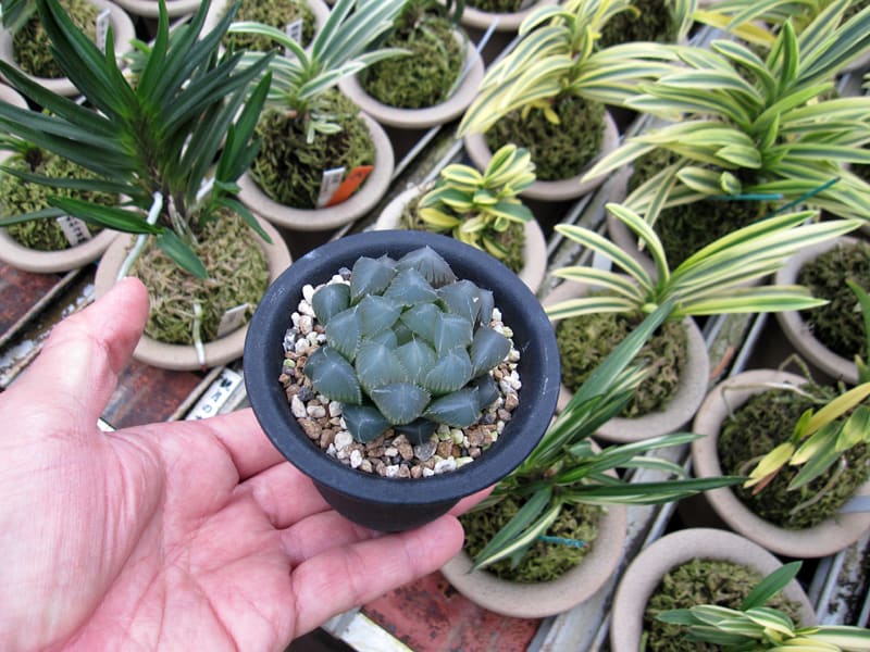 ハオルチア 白赤線レンズ錦(微班) | mocono_plants_shop