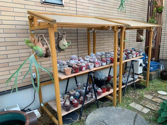 お庭の多肉たち整理整頓お片付け | ブログ版Olive&SucculentGarden