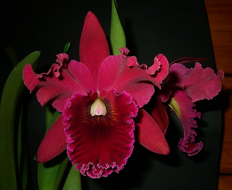 Rlc. Shining Phoenix'Red Horizon' - カトログ !! ~ カトレヤ Rlc. Shining Phoenix'Red Horizon' - カトログ !! ~ カトレヤ
