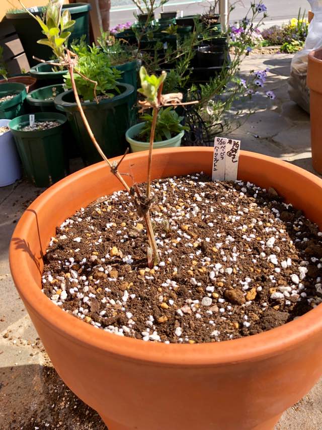 バーバラハーリングトン＊春の植え替え - 雑木と宿根草と