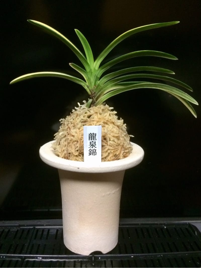 富貴蘭 竜泉錦