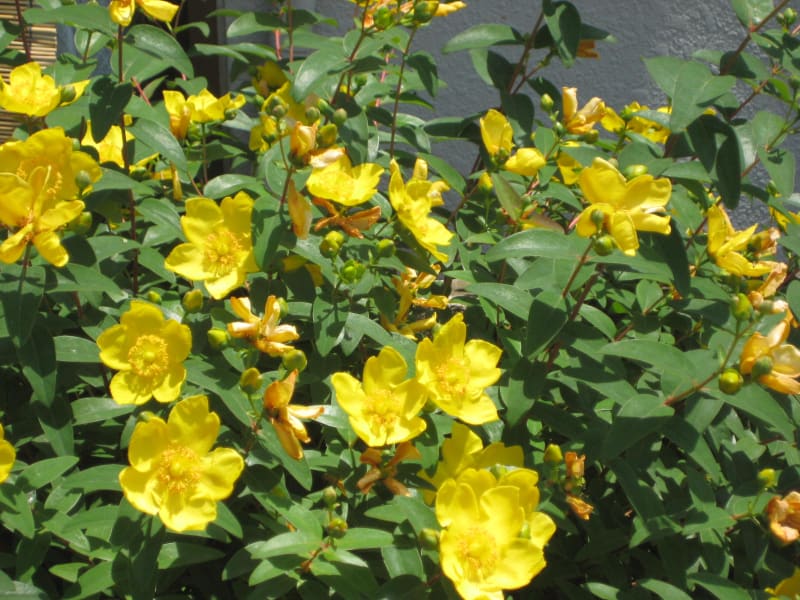 金糸梅(hypericum)の比較 かぎけん花図鑑 花日記2024年6月24日