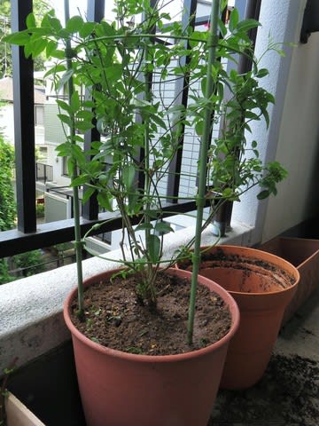 羽衣ジャスミン植え替え 私の小さな部屋